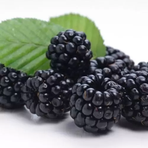 tfa-blackberry TFA - Blackberry Aroma - Görsel 1